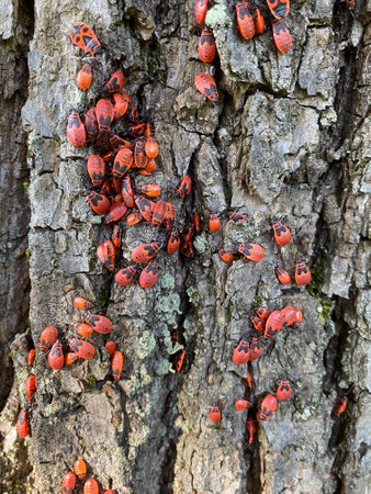 Mating fire bugs crawl across the tree bark