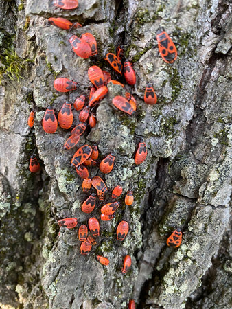 Mating fire bugs crawl across the tree bark