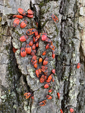 Mating fire bugs crawl across the tree bark