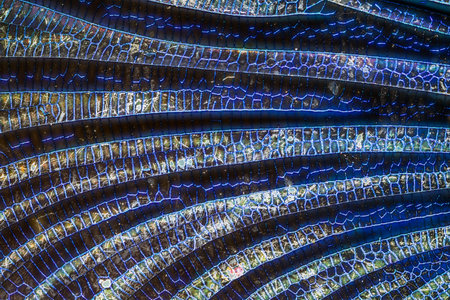 Magnificent dragonfly wings at high magnification