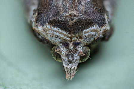 brown agate owl, moth with cakes and complex eyes at high magnificationの写真素材