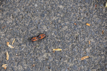 Mating fire bugs crawl across the groundの写真素材