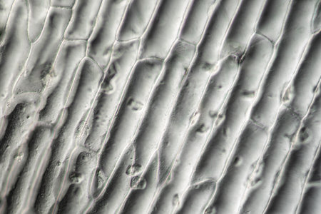 Onion skin with plant cells under the microscope