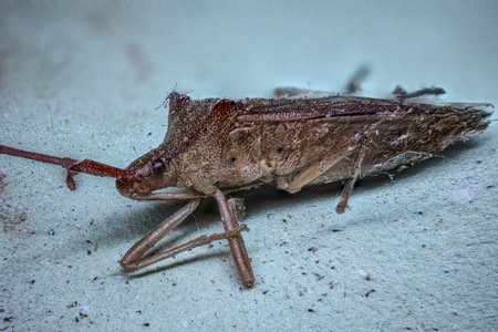 brown tree bug with compound eyes under hight magnificationの写真素材