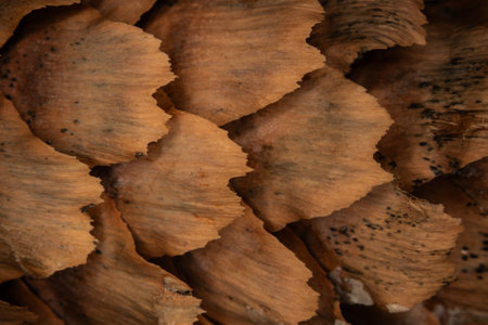 fir cones with shellsの写真素材
