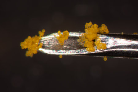 yellow organic pollen from crocus in spring