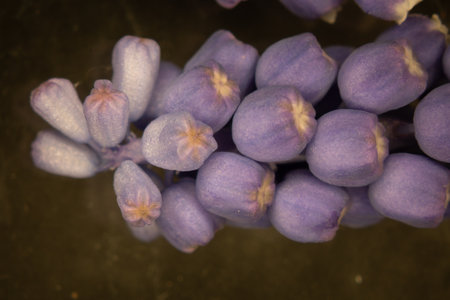 small blue grape hyacia under magnificationの写真素材