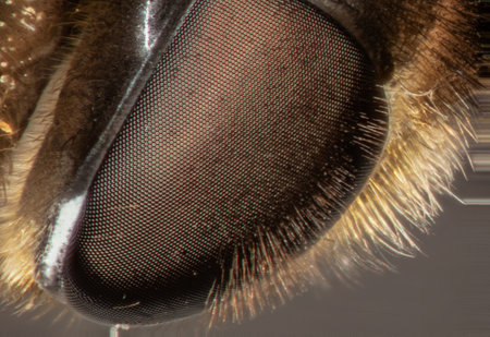 honeybee complex eyes under the microscope