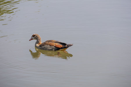 West Nile Goose swims around the water and makes rippleの写真素材