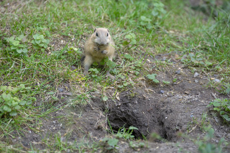 Small brown European grounds digs caves as a hide