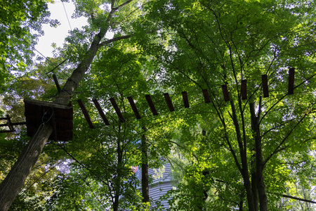 Climbing forest for leisure activities and movement between the treesの写真素材