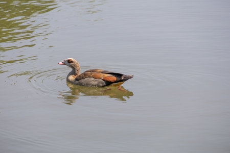 West Nile Goose swims around the water and makes rippleの写真素材