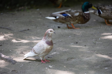 pecking pigeons in the sand in summerの写真素材