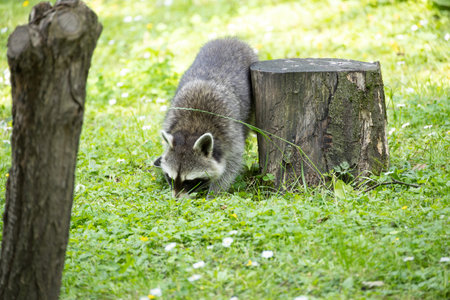 Raccoons sneak through the forest in search of foodの写真素材