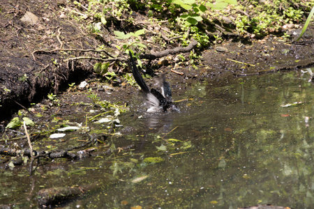 Play and drink magpies at the watering point in summerの写真素材