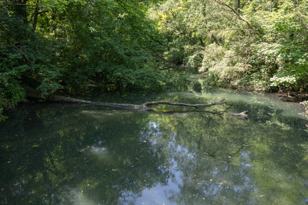 Pond in a wetland with trees and bushes in the riparian areaの写真素材