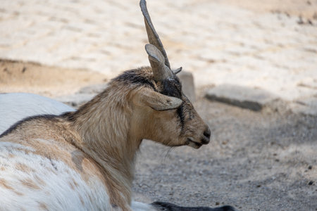 brown white goats on pasture for restingの写真素材