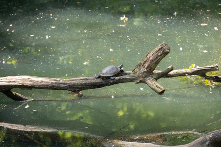 Pond in a wetland with trees, bushes and turtles in the riparian areaの写真素材