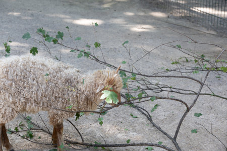 wool sheep run around looking for foodの写真素材
