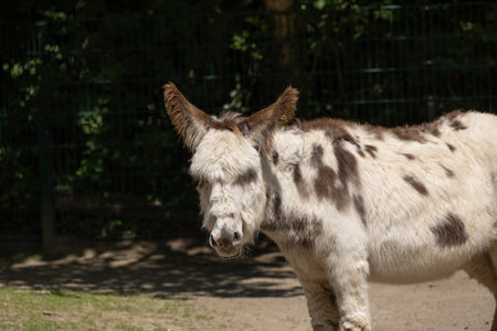 gray brown fur donkey is lookingの写真素材