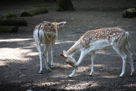 brown deer with spotted fur in the forestの写真素材