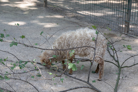 wool sheep run around looking for foodの写真素材