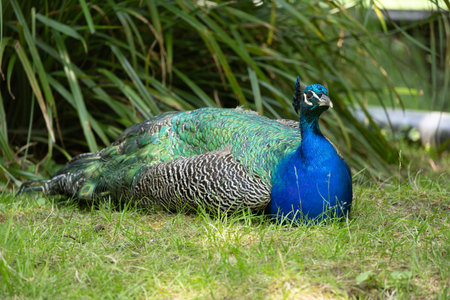 blue peacock rooster struts around in the grassの写真素材