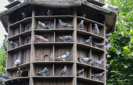 round wooden pigeon house on standの写真素材