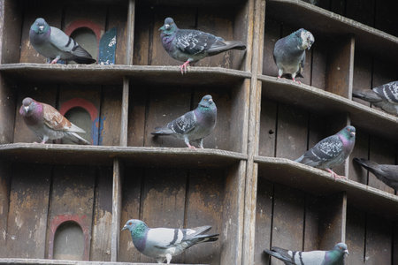 round wooden pigeon house on standの写真素材