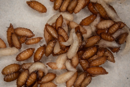 Meat flying larvae and dolls fidget under the magnifying glassの写真素材