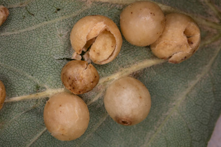 Oak gall apple with insect larvae in itの写真素材