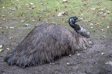 Emu with long neck in pasture close up
