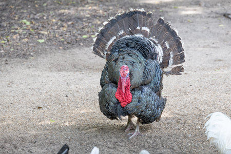 Turkey picks with other chickens onto the field close upの写真素材