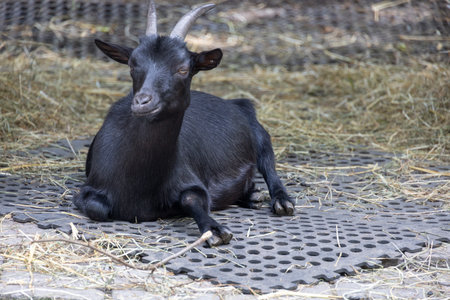 black hornet goats on pasture are lookingの写真素材