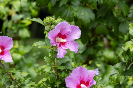 colorful flower meadow in the castle park close upの写真素材