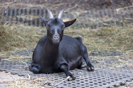 black goats on pasture are lookingの写真素材