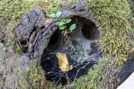 old tree stump become overgrown with spider webs close upの写真素材