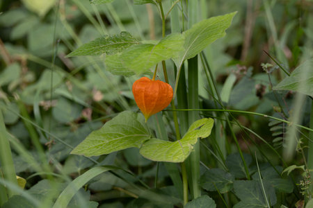 Chinese lantern flower with yellow red fruits in the gardenの写真素材