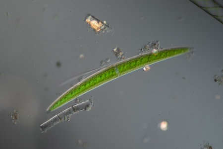 Green algae in drops of water under the microscope 100x