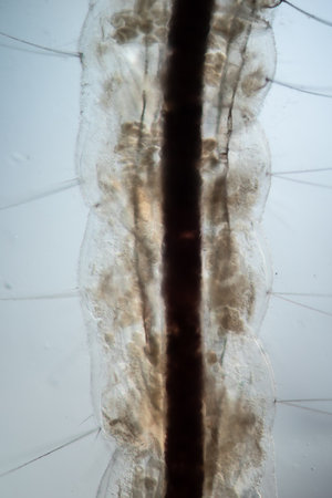 Mosquito larva swims in the water under the microscope 50x