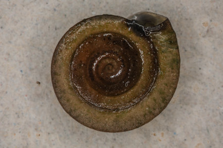 brown plate snail with texture in water