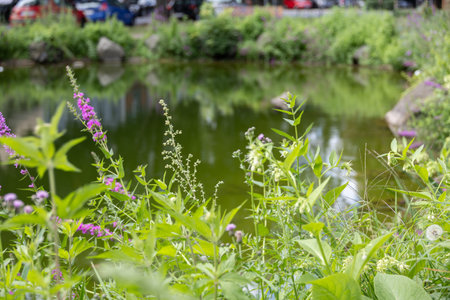 green flowered pond in town of Andernachの写真素材