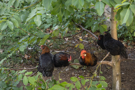 Chickens on the chicken house and in tree