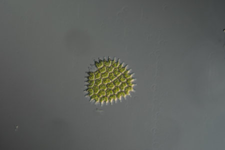 Pedeestrum green algae as plankton in ponds as fish feedの写真素材