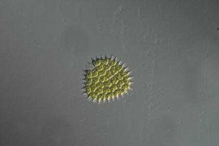 Pedeestrum green algae as plankton in ponds as fish feedの写真素材