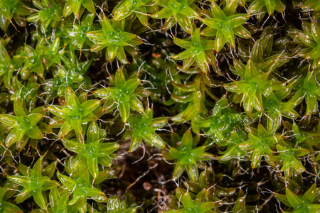 Evergreen star moss covers the moist forest floor and forms small leaves