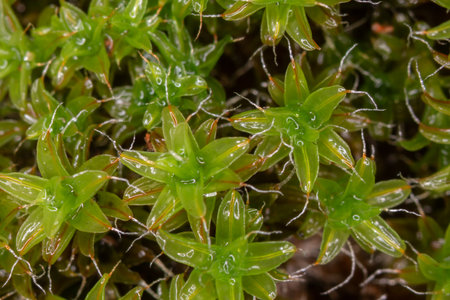 Evergreen star moss covers the moist forest floor and forms small leavesの写真素材