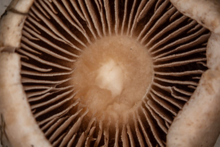 Slat mushroom with brown slatsの写真素材