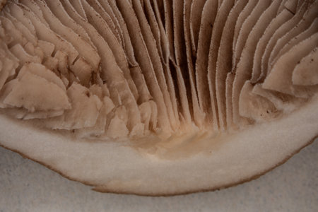 Slat mushroom in the coniferous forest with brown slatsの写真素材