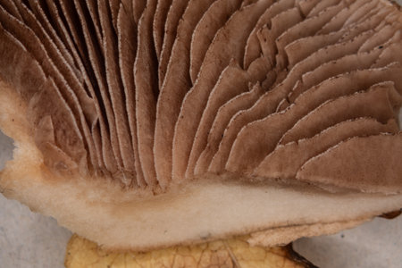 Slat mushroom in the coniferous forest with brown slatsの写真素材